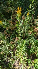 Solidago elongata