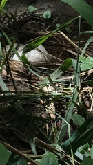 Drymobius margaritiferus