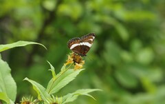 Limenitis arthemis arthemis