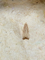 Helcystogramma hystricella