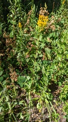 Solidago elongata
