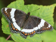 Limenitis arthemis arthemis