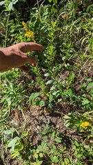 Solidago elongata