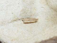 Helcystogramma hystricella