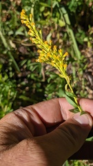 Solidago elongata