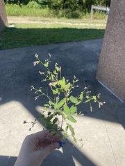 Lespedeza frutescens