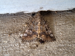 Eubolina impartialis