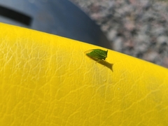 Stictocephala bisonia