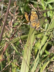 Phyciodes cocyta