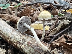 Leratiomyces squamosus