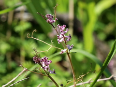 Cysticapnos cracca