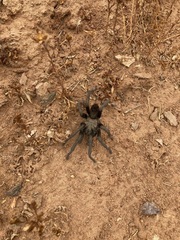 Aphonopelma eutylenum