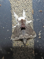 Tolype velleda