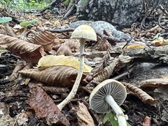 Leratiomyces squamosus