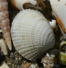 Austrovenus stutchburyi