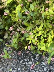 Persicaria longiseta