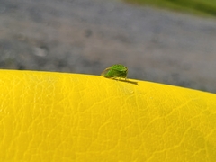 Stictocephala bisonia