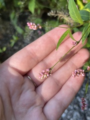 Persicaria longiseta