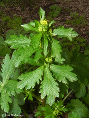 Sanicula crassicaulis