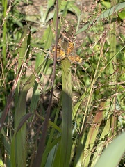 Phyciodes cocyta