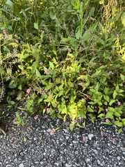 Persicaria longiseta