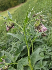 Symphytum officinale