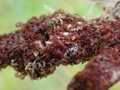 Frullania nisquallensis