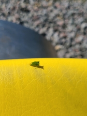 Stictocephala bisonia