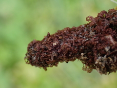 Frullania nisquallensis