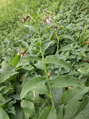 Symphytum officinale