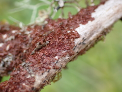 Frullania nisquallensis