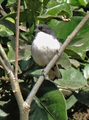 Microspingus melanoleucus