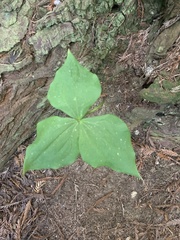 Trillium ovatum