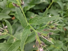 Symphytum officinale