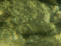 Parablennius sanguinolentus