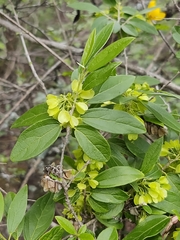 Neopringlea integrifolia