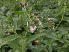 Symphytum officinale