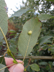 Euura pedunculi