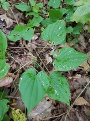 Dioscorea quaternata