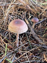 Gymnopus barbipes