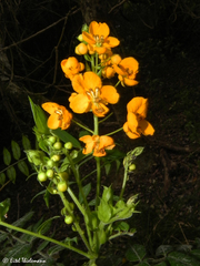 Senna stipulacea