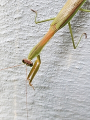 Tenodera