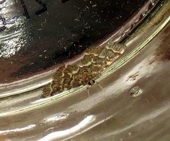 Anageshna primordialis