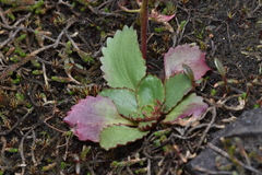Micranthes occidentalis