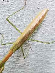 Tenodera