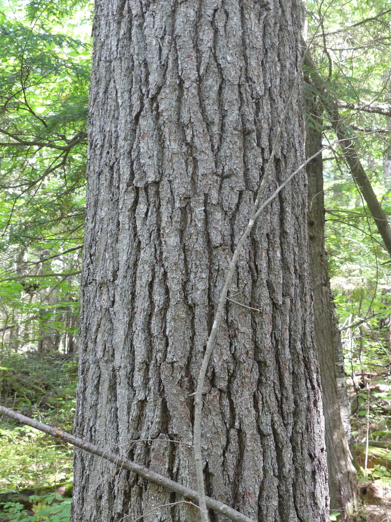 eastern white pine from Renfrew County, ON, Canada on September 05 ...