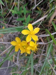 Hypericum nagasawae