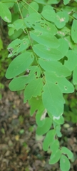 Robinia pseudoacacia