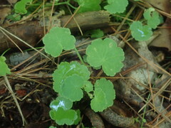 Hydrocotyle americana