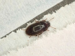 Archeocrypticus topali